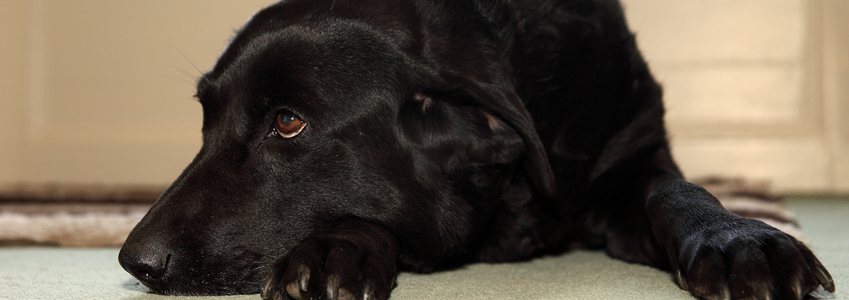 Dogs welcome at Lower Farm Bed & Breakfast | Harpley, Norfolk B&B